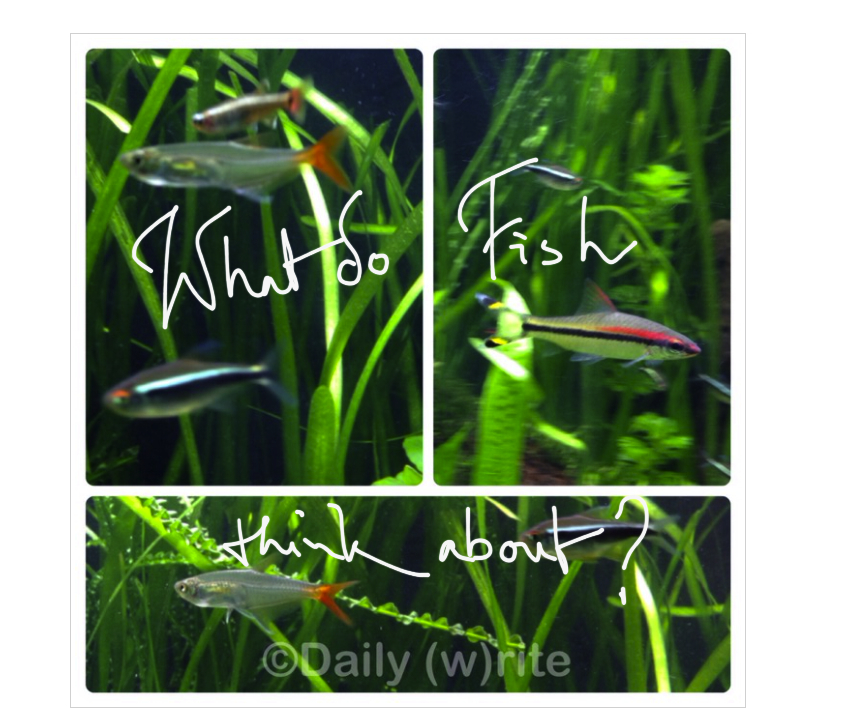 What Do Fish Think? - Damyanti Biswas