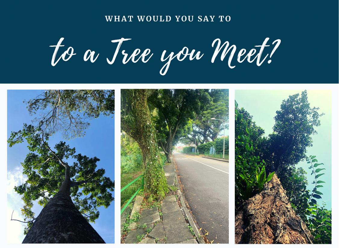 What about you? What trees grow in your neighborhood? What do trees mean to you?